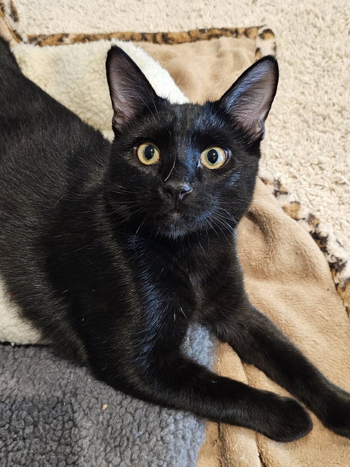 picture of the cat needing adoption