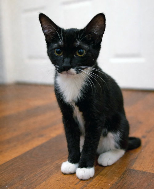 picture of the cat needing adoption