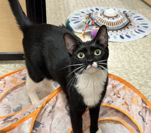 picture of the cat needing adoption