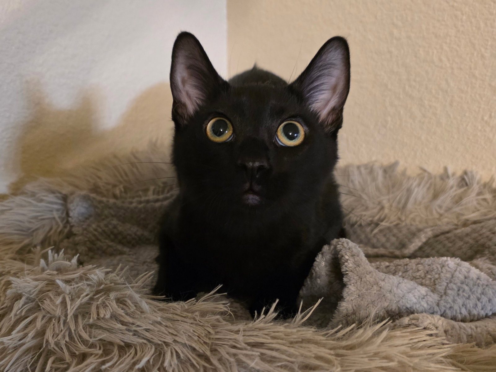 Hotot Image