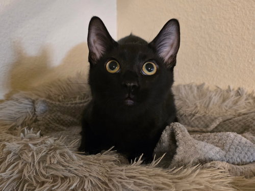 picture of the cat needing adoption