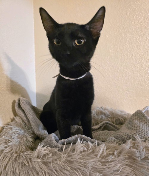 picture of the cat needing adoption