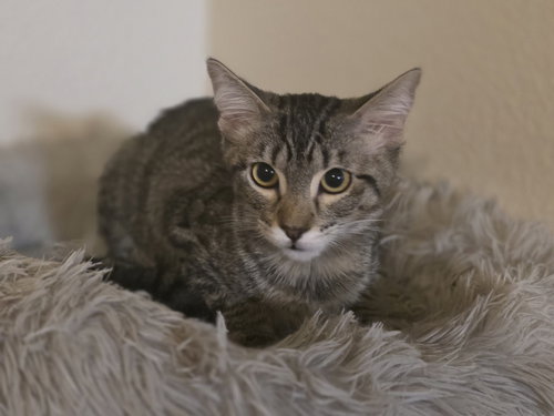 picture of the cat needing adoption