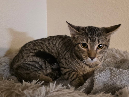 picture of the cat needing adoption