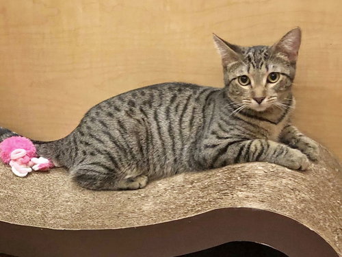 Harlequin, an adoptable Domestic Short Hair in Mission Viejo, CA