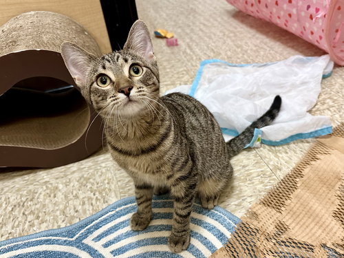 Harlequin, Young Domestic Short Hair / Mixed (short coat), cat for adoption in Westminster, California