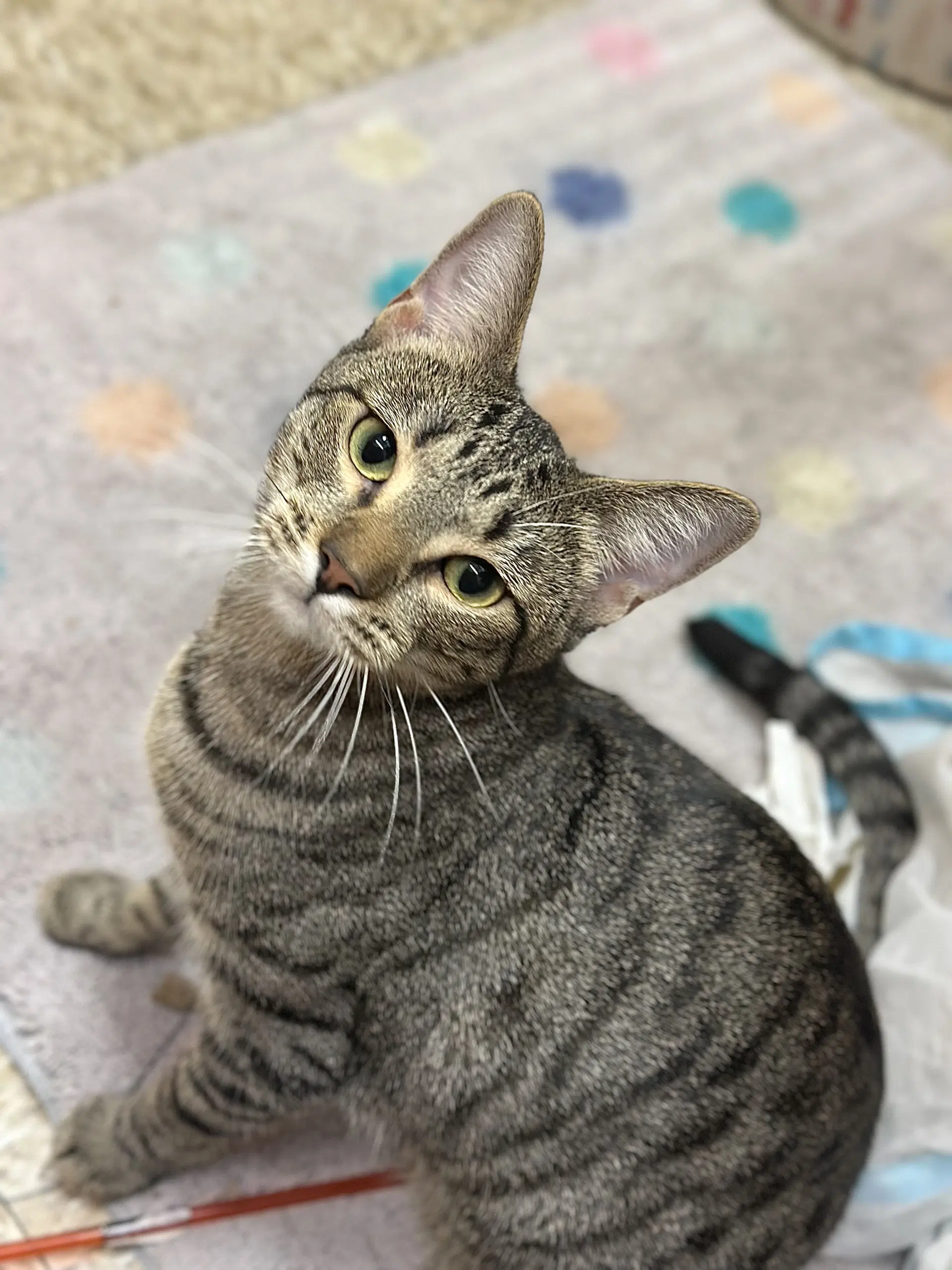Harlequin - Domestic Short Hair