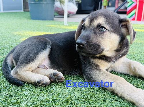 picture of the dog needing adoption