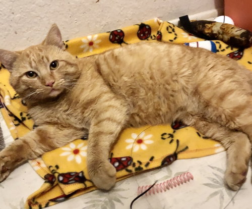 picture of the cat needing adoption