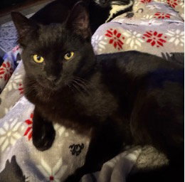picture of the cat needing adoption