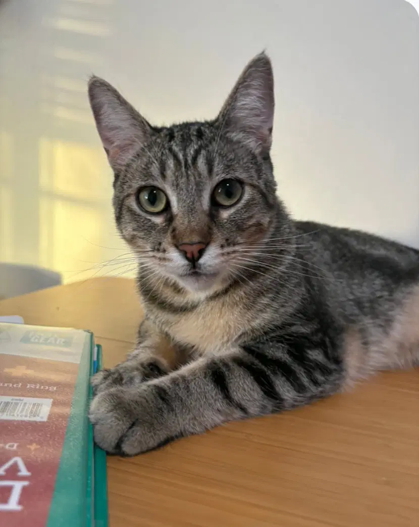 Miso - Domestic Short Hair