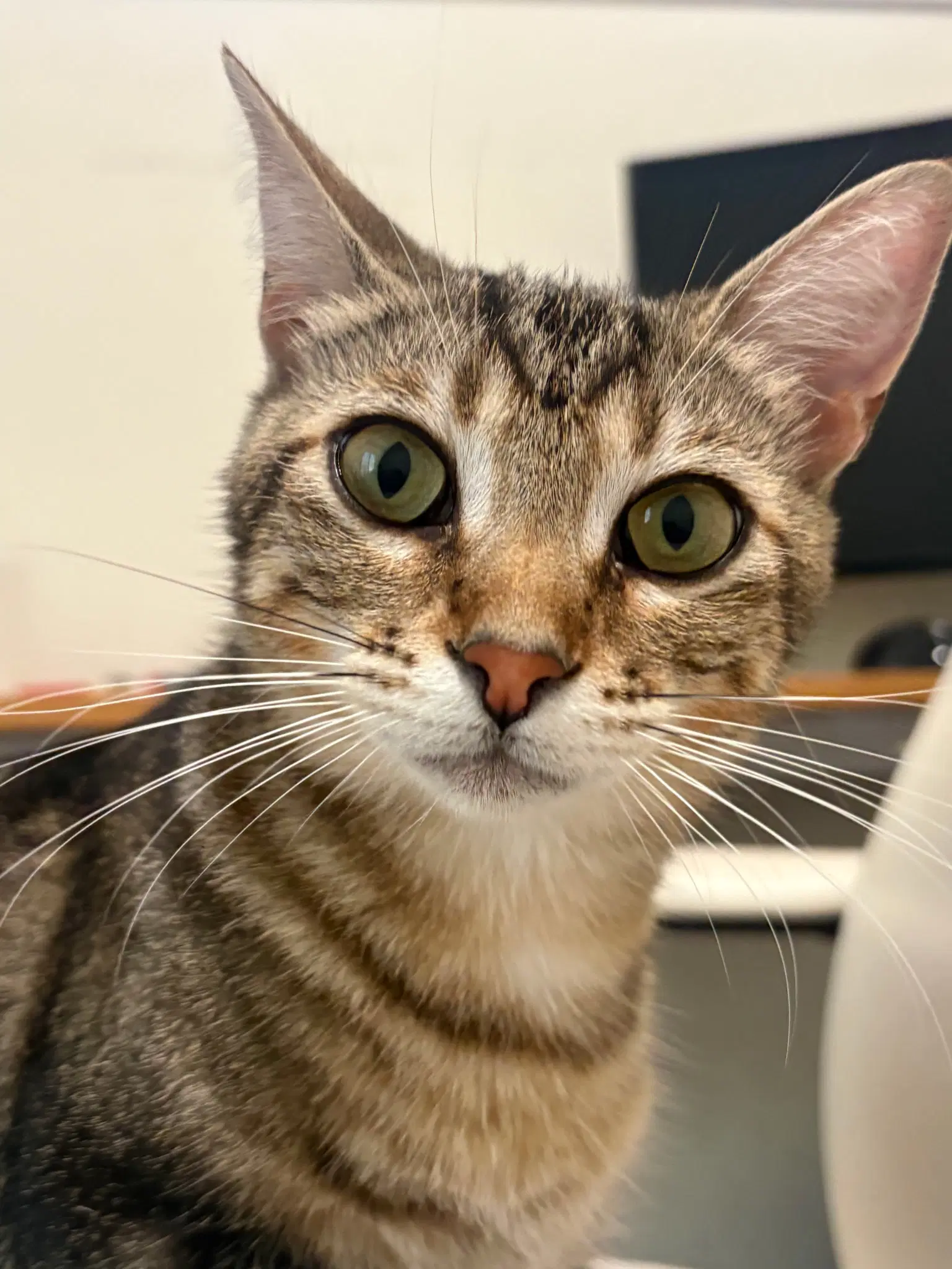Teriyaki - Domestic Short Hair