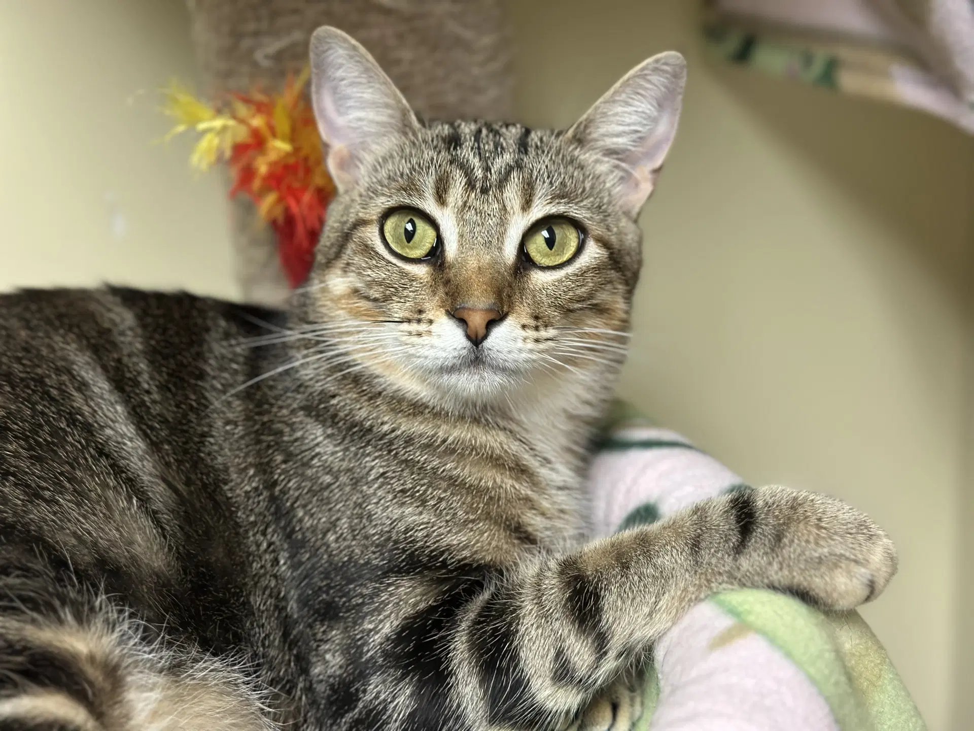 Teriyaki - Domestic Short Hair