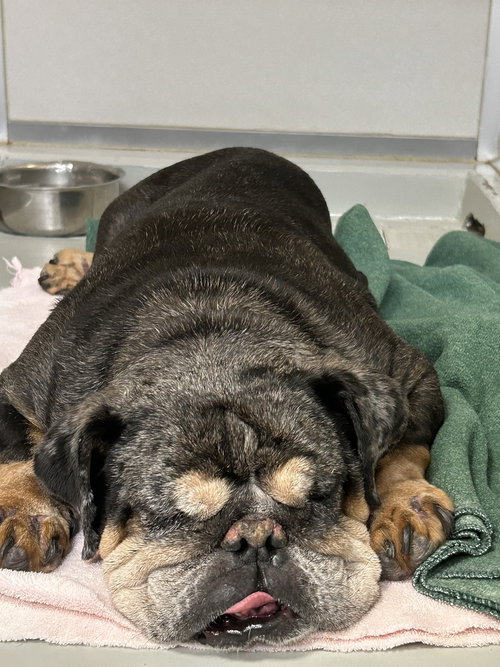 picture of the dog needing adoption