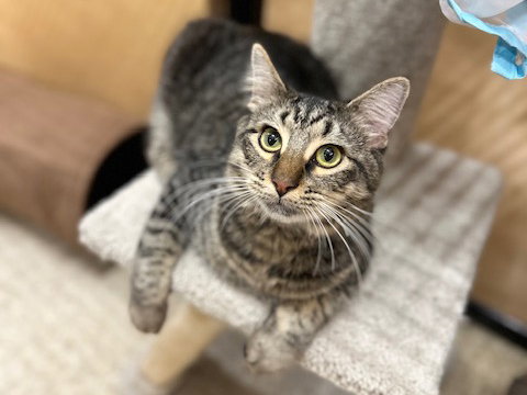 picture of the cat needing adoption
