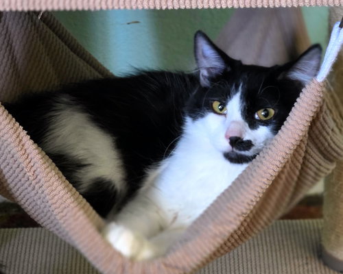 XBox, an adoptable Domestic Medium Hair in Mission Viejo, CA