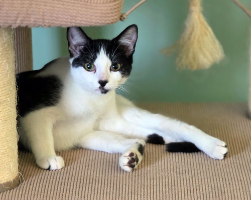picture of the cat needing adoption