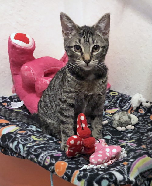 picture of the cat needing adoption