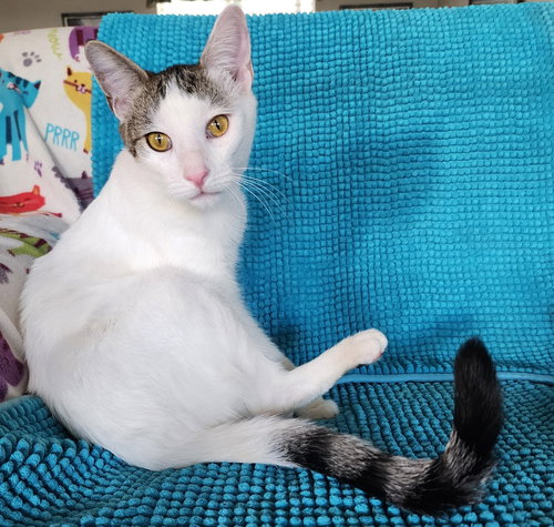 picture of the cat needing adoption