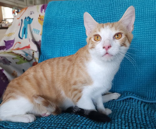 picture of the cat needing adoption