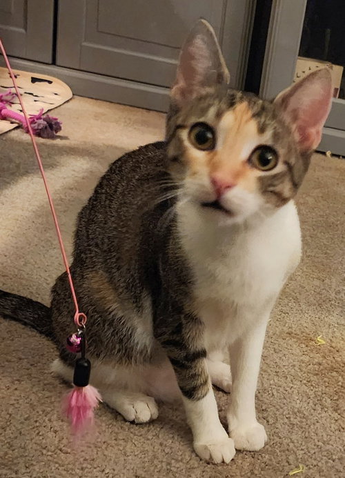 picture of the cat needing adoption