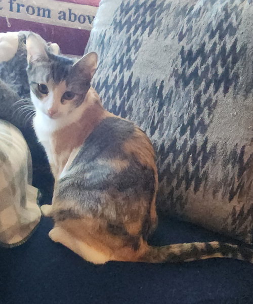 picture of the cat needing adoption