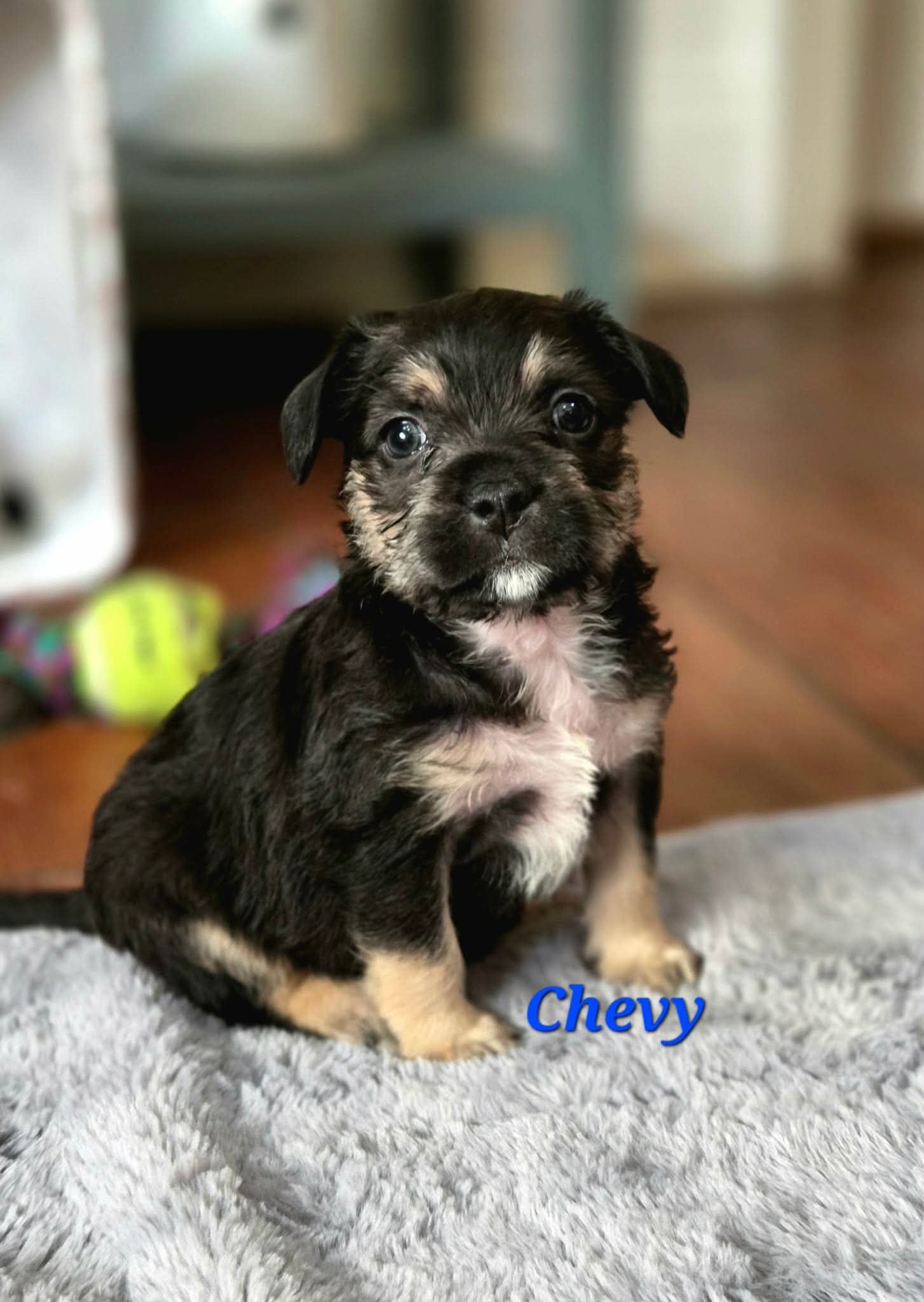 Terrier
