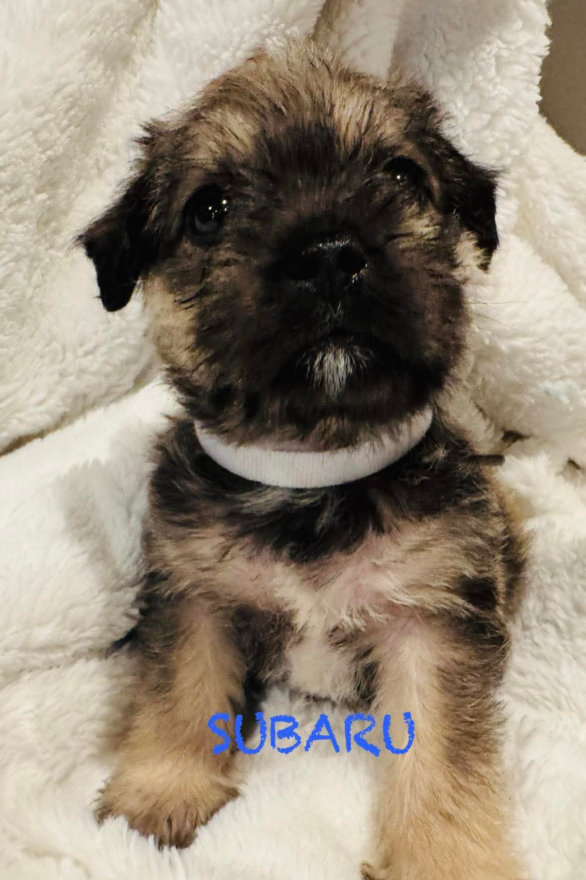Terrier