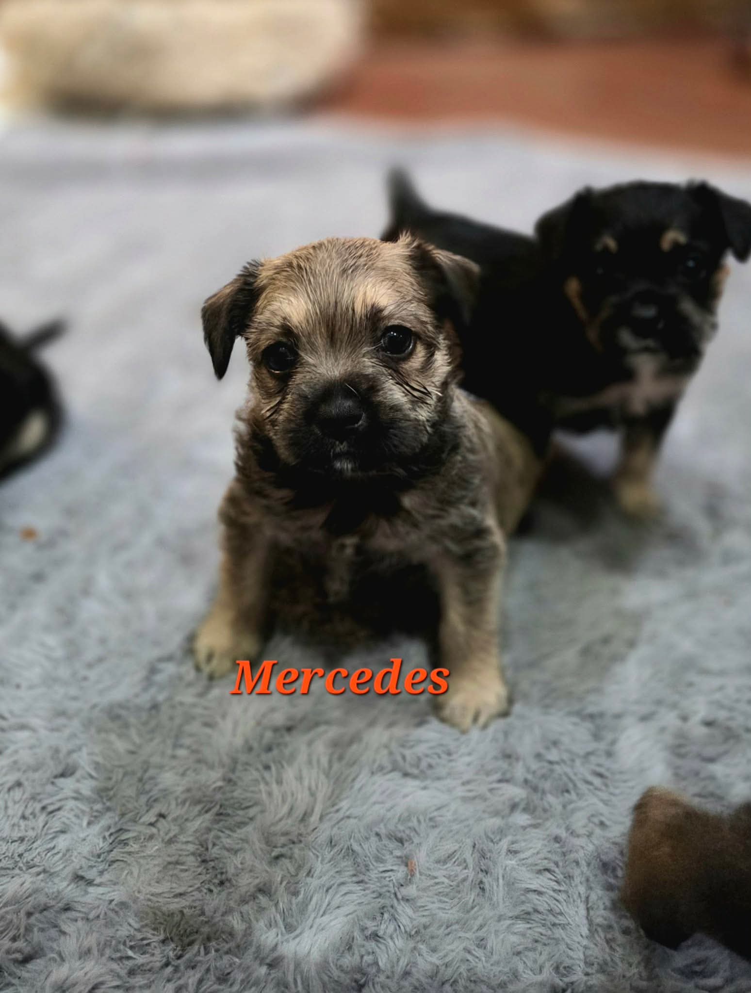Mercedes