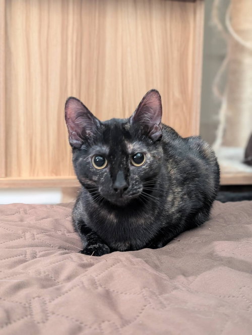 picture of the cat needing adoption