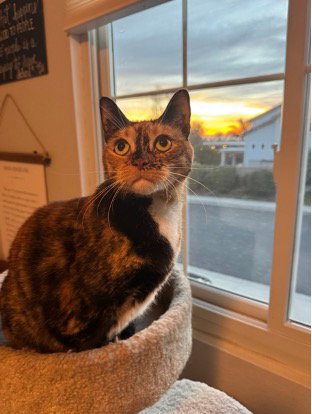 picture of the cat needing adoption