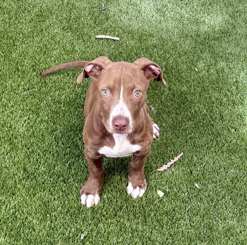 Linkin, an adoptable Pit Bull Terrier in Mission Viejo, CA