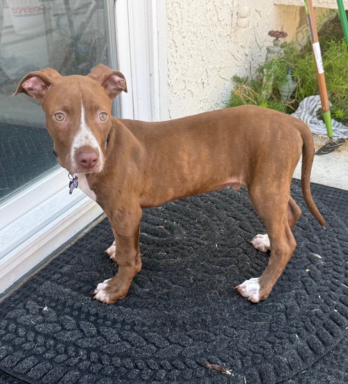 picture of the dog needing adoption