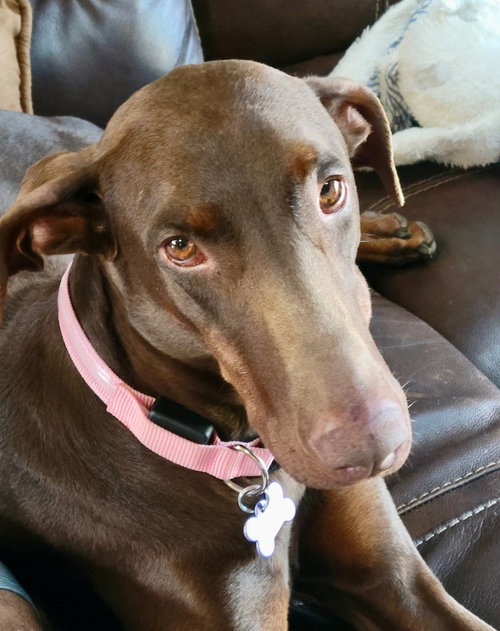 Duchess, an adoptable Doberman Pinscher in Mission Viejo, CA