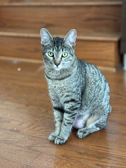 picture of the cat needing adoption