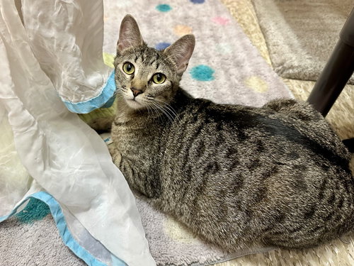 Whiskers, Young Domestic Short Hair / Mixed (short coat), cat for adoption in Westminster, California