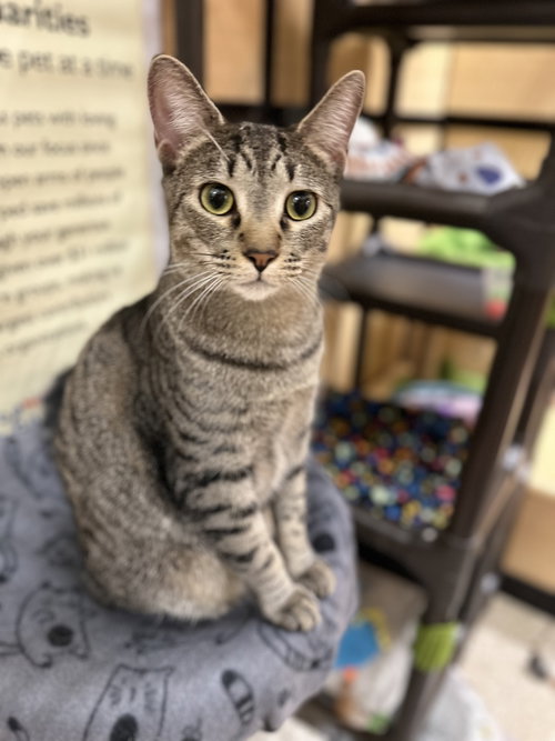 Whiskers, a cat for adoption from Compassionate Animal Rescue for Medical Aid