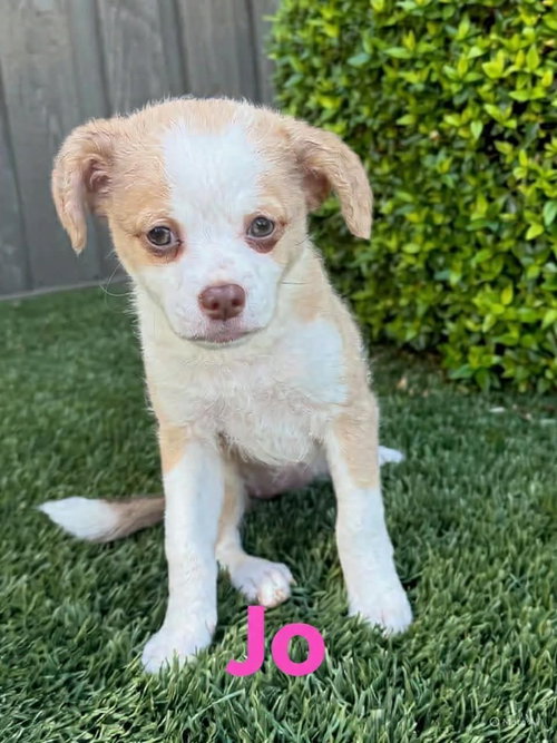 picture of the dog needing adoption