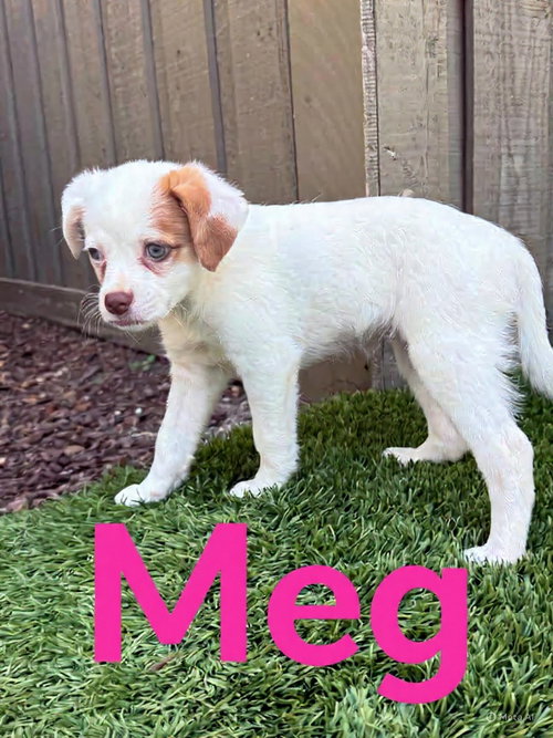 picture of the dog needing adoption