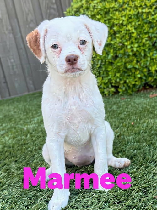 picture of the dog needing adoption