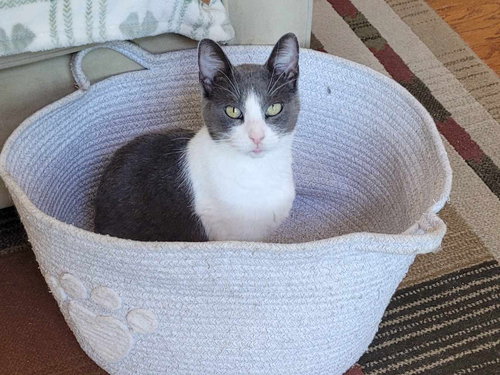 Dodger, an adoptable Domestic Short Hair in Mission Viejo, CA