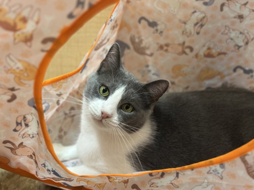 Dodger, Young Domestic Short Hair / Mixed (short coat), cat for adoption in Paramount, California