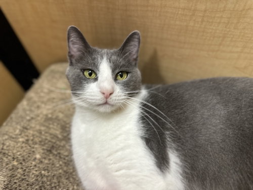 Dodger, Young Domestic Short Hair / Mixed (short coat), cat for adoption in Bellflower, California