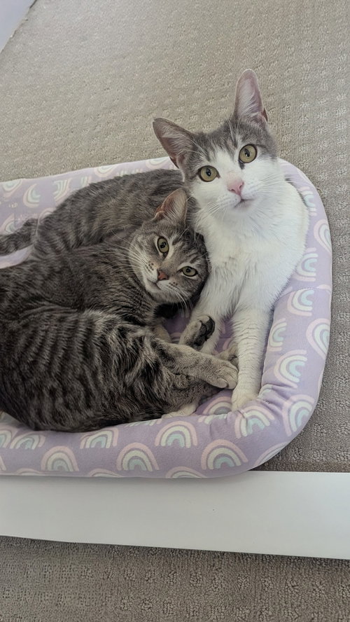 Mika, an adoptable Domestic Short Hair in Mission Viejo, CA