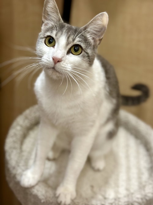 Mika, Young Domestic Short Hair / Mixed (short coat), cat for adoption in Paramount, California
