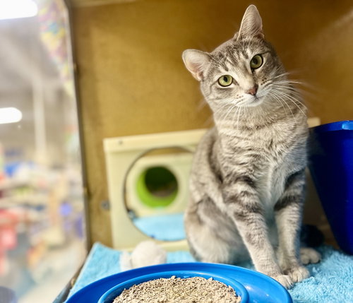 Nessa, an adoptable Domestic Short Hair in Mission Viejo, CA