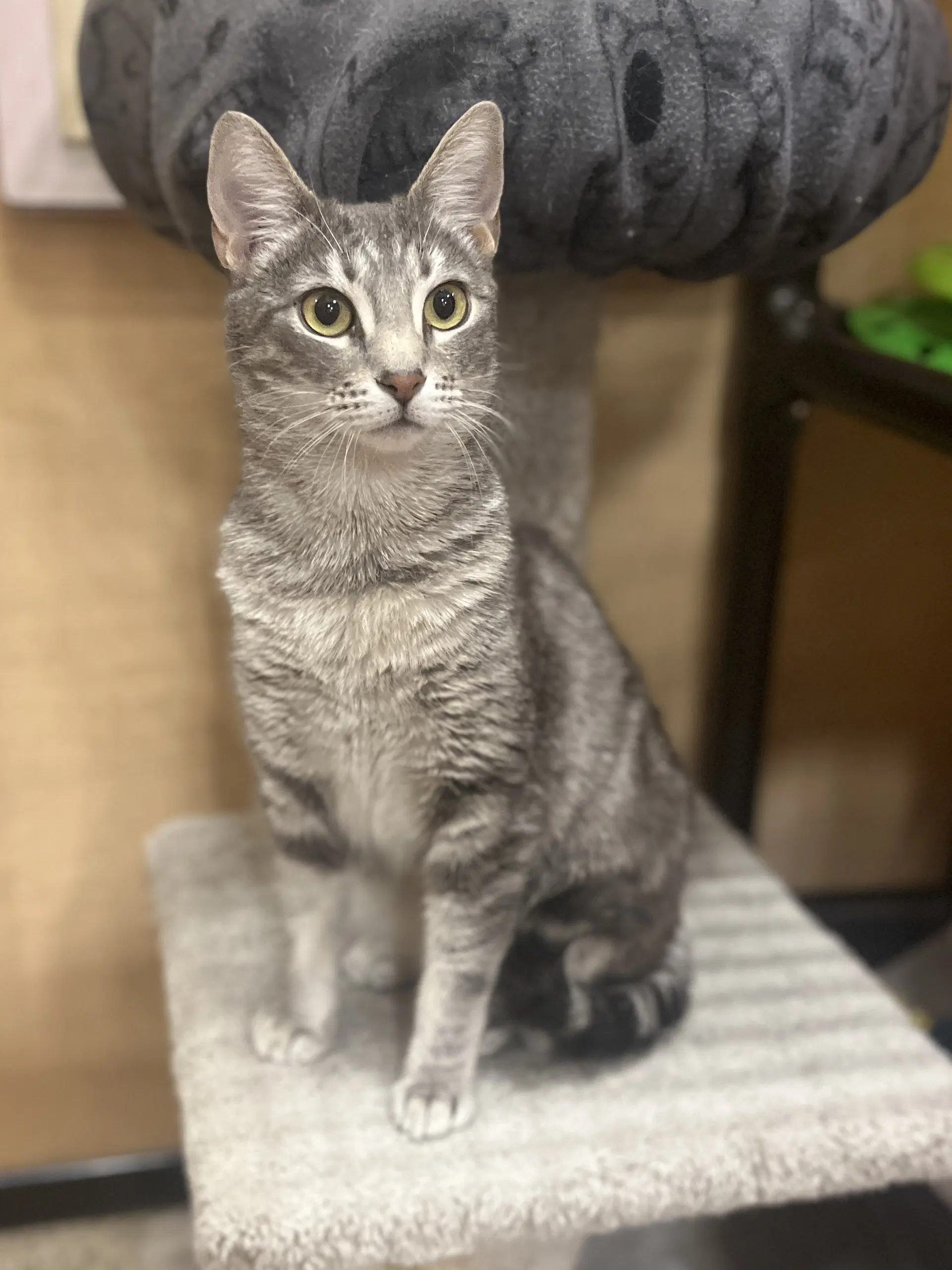 Nessa - Domestic Short Hair