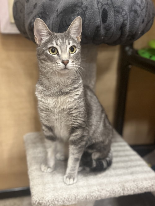 Nessa, a cat for adoption from Compassionate Animal Rescue for Medical Aid
