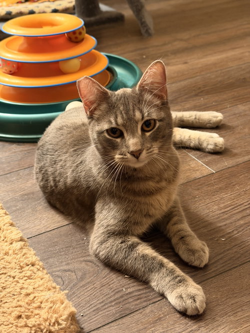 Tessa, an adoptable Domestic Short Hair in Mission Viejo, CA