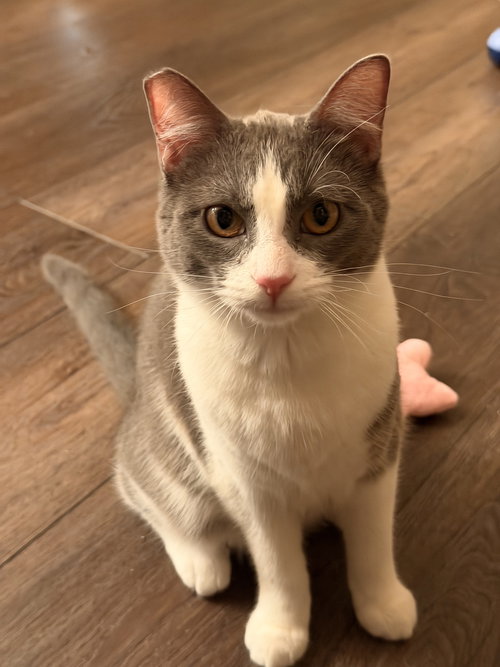 Jessa, an adoptable Domestic Short Hair in Mission Viejo, CA